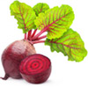 Beet Root